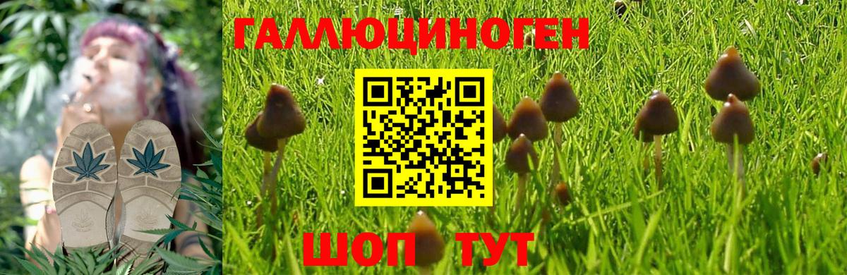 Ногинск  где можно купить наркотик  Вход с VPN  Псилоцибиновые грибы Magic Shrooms 